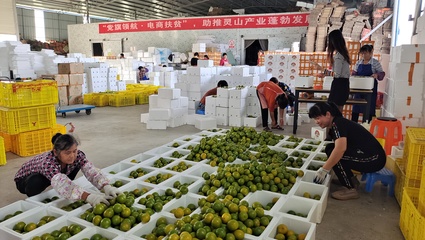 靈山縣“三引領”激發新社會階層人士創新創業活力，助推農產品發展