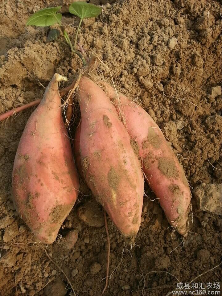 威縣和匯農場 綠色新京紅紅薯，鮮食烤薯優選供應商