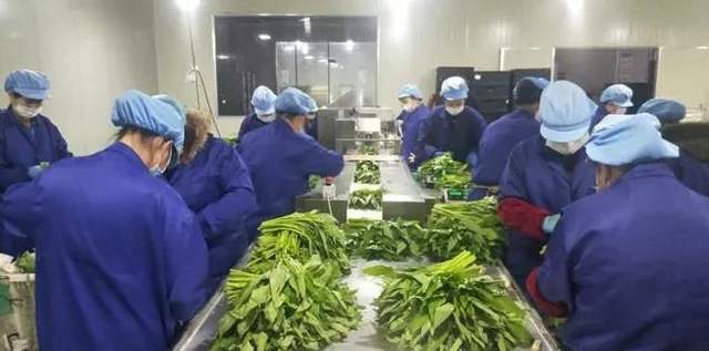 從田園到餐桌 東莞農(nóng)產(chǎn)品配送的變革與未來(lái)