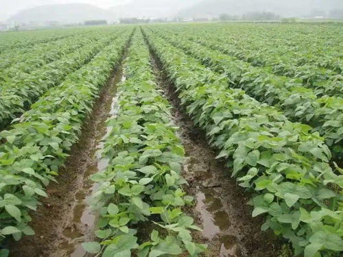 臨沂市 強(qiáng)化監(jiān)管執(zhí)法，筑牢農(nóng)產(chǎn)品質(zhì)量安全防線——?jiǎng)?chuàng)建農(nóng)產(chǎn)品質(zhì)量安全省第十三期實(shí)踐與展望