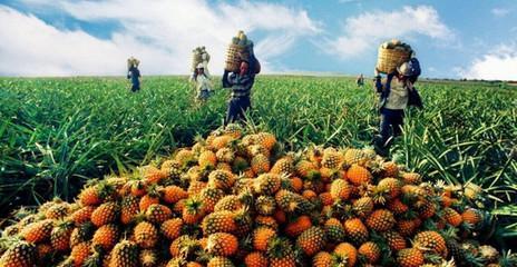 農(nóng)產(chǎn)品滯銷(xiāo)困境頻發(fā)，四步策略助農(nóng)破解難題