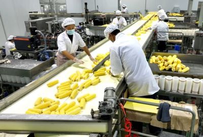 吉林省農嫂食品 玉米的華麗轉身，引領產業振興新篇章